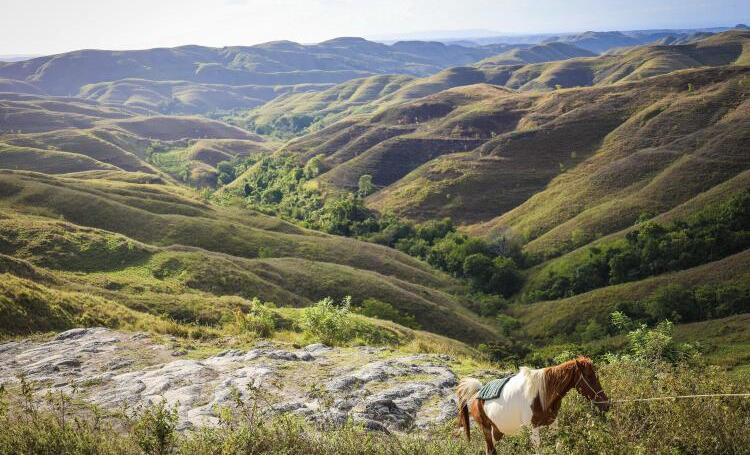 Rolling green hills landscape with horse in East Sumba, Indonesia.