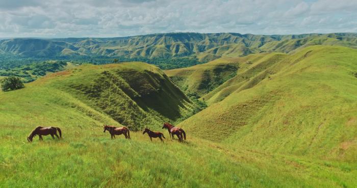 Wild horses grazing in the rolling green hills of East Sumba, Indonesia.