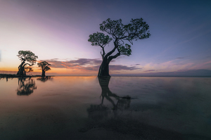 Walakiri Beach Sumba dancing mangrove trees at sunset with reflection in shallow water