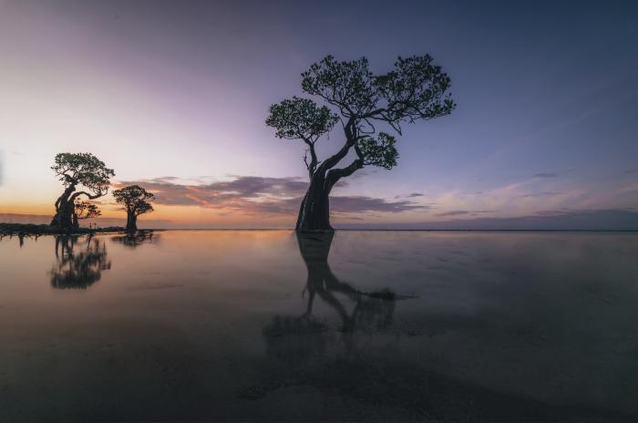 Iconic mangrove trees at Walakiri Beach in East Sumba at sunset with reflections in shallow water.